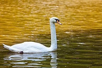 《人中之龙 维新！极》更新补丁 修复卡顿、崩溃问题